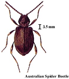 Australian Spider Beetle