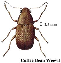 Coffee Bean Weevil