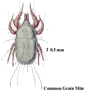 Common Grain Mite