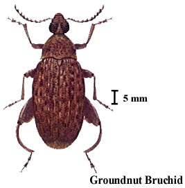 Groundnut Bruchid