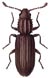 Saw-toothed Grain Beetle