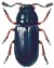 Copra Beetle