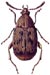 Common Bean Weevil