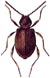 Australian Spider Beetle