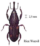 Rice Weevil