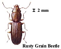 Rusty Grain Beetle