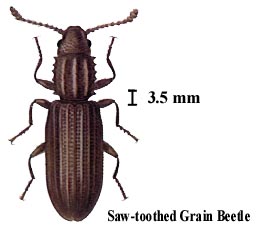 Saw-toothed Grain Beetle